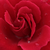 Rosso - Rose Climber - Bánát